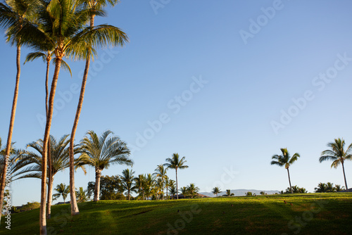 朝日が差し込む椰子の木が生える丘