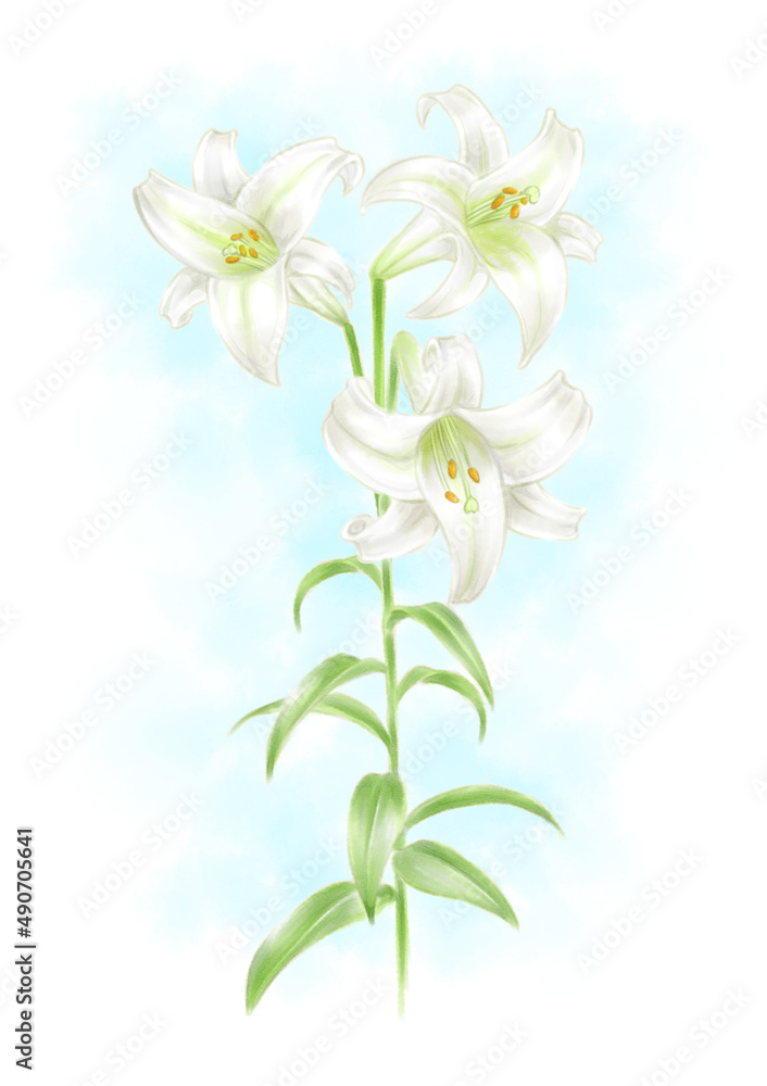 Easter lily drawn with digital watercolor