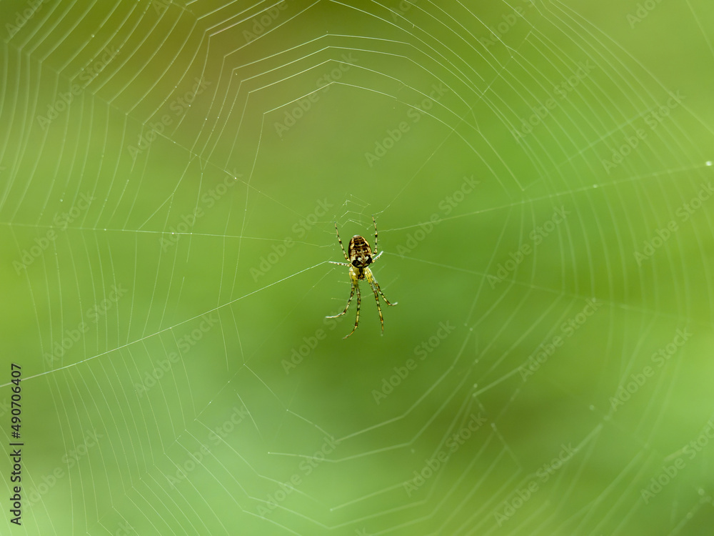 Garden Spider Waiting in a Web Garden Spider Waiting in a Web