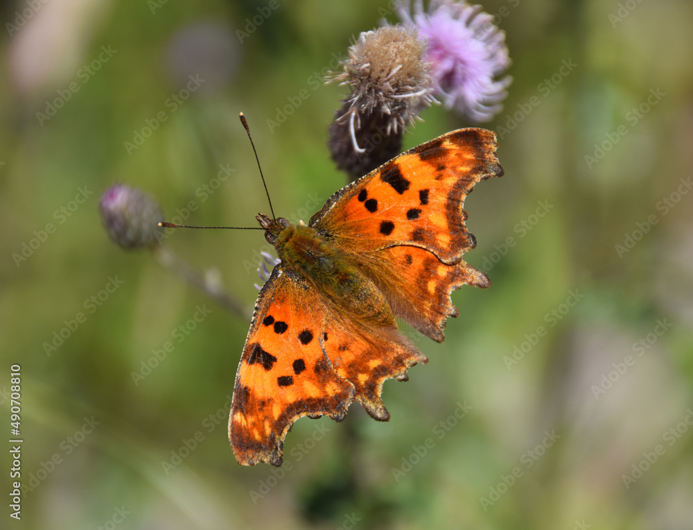 Obraz premium butterfly on flower