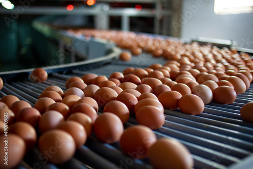 moving chicken eggs through different conveyor belts
