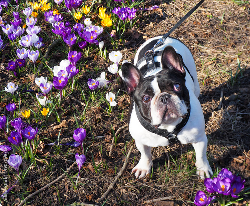 A French bulldog standing next to a field of purple spring flowers. 
