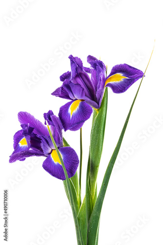 Fototapeta Naklejka Na Ścianę i Meble -  Beautiful Blue English Iris (Iridaceae Iris latifolia) isolated on white background