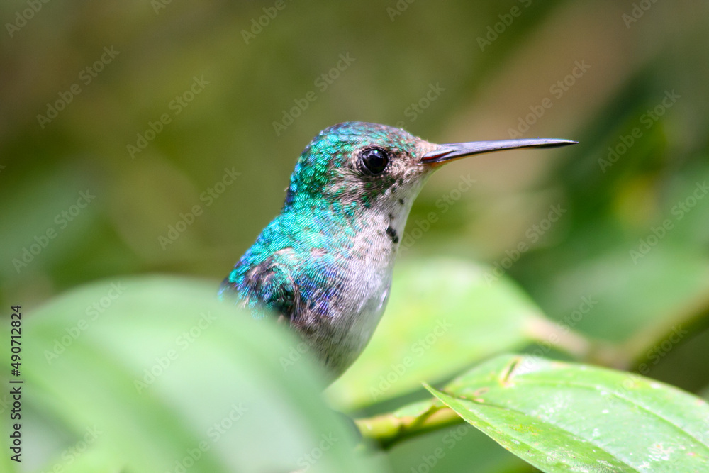 Fototapeta premium Close-up of a gorgizafiro hummingbird or female sapphire throat (Lepidopyga coerulegularis) standing between leaves over a green background, Panama. Horizontal view