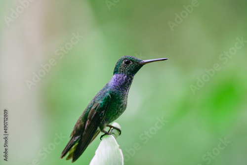 Blue-chested Hummingbird or Amazila amabilis standing on a branch over a green background, Panama. Horizontal view