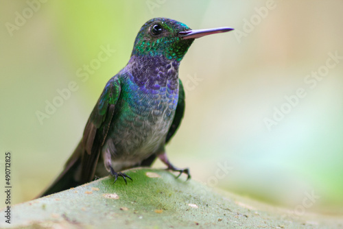 Close-up of a Blue-chested Hummingbird or Amazila amabilis standing on a leaf over a pink background, Panama. Horizontal view