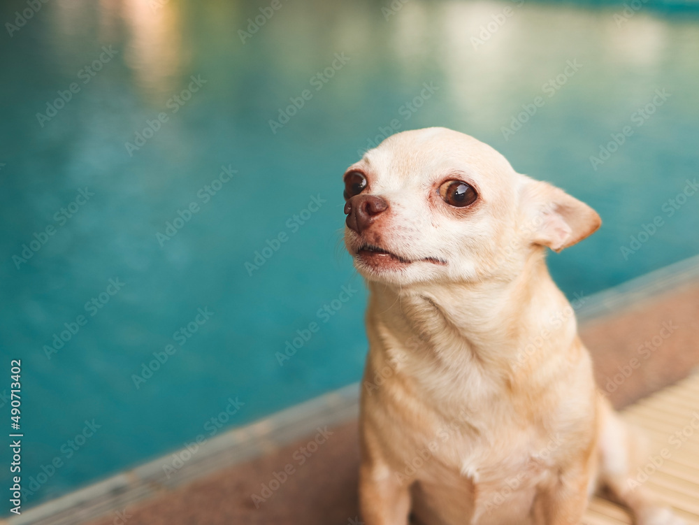 How Do I Get Dog Hair Out Of My Pool