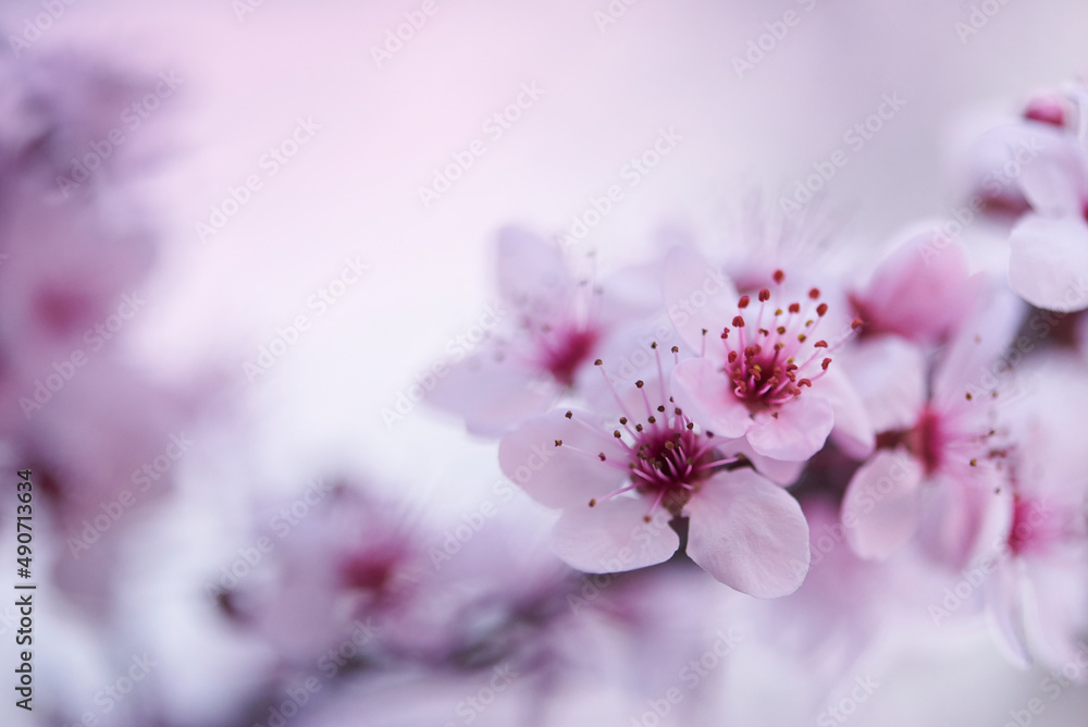 Blooming sakura with pink flowers in spring, sof focus macro, natural background with copy space Blooming sakura with pink flowers in spring, sof focus macro, natural background with copy space