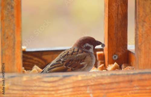 A sparrow sits in a wooden trough and feeds on small pieces of bread and bread crumbs. Observing and helping people to birds in nature.
