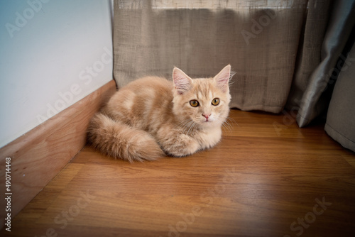 kitty cat munchkin fluffy, animal pet resting on the wooden floor. photo
