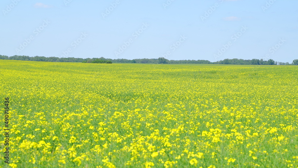 Fototapeta premium A blooming field of cornflower in a suburban agricultural area