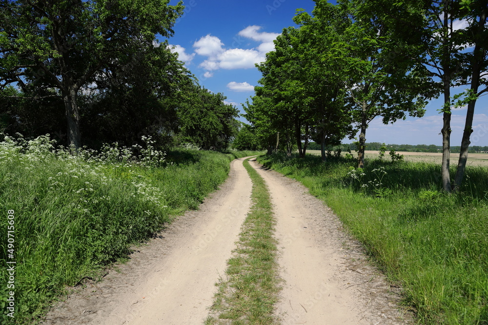 Paths between farmlands