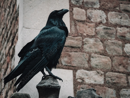 Tower Ravens photo