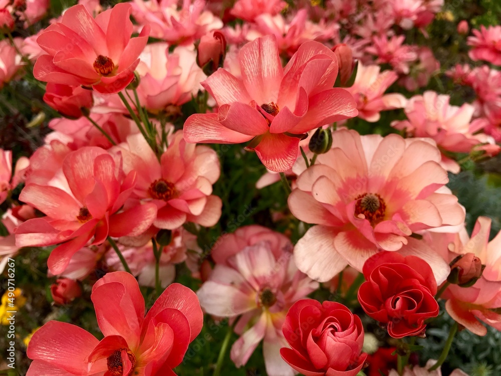 Fototapeta premium 花壇に咲いた朱色の花