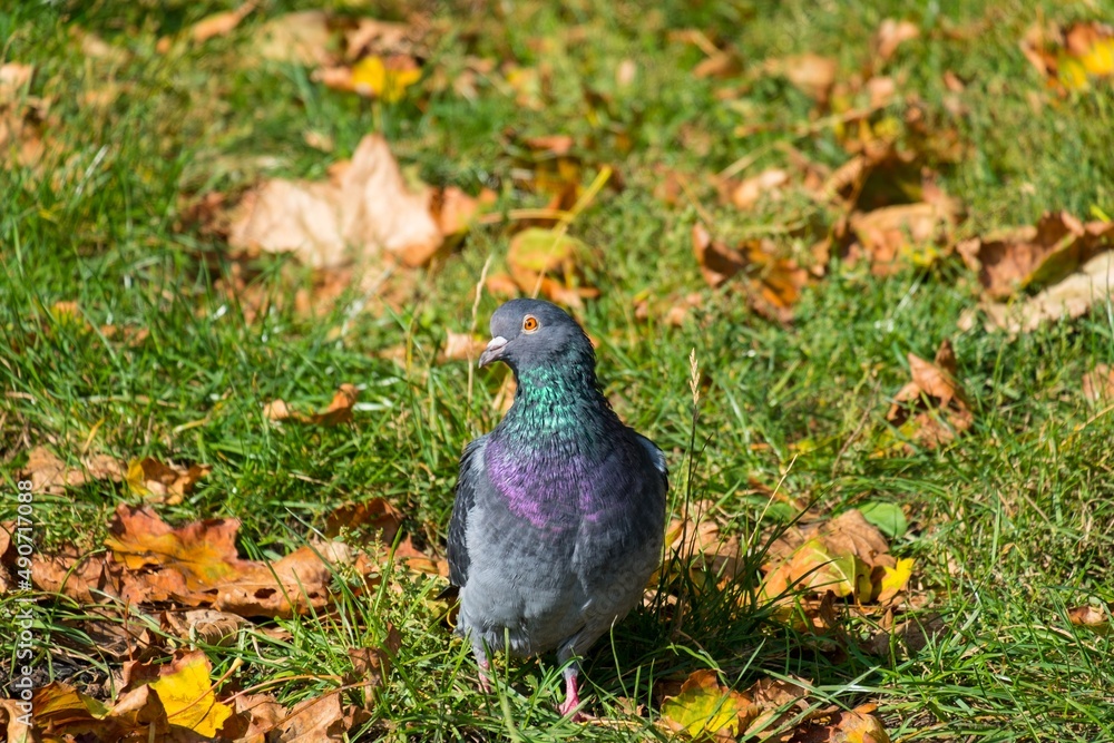 pidgeons in the city pidgeons in the city