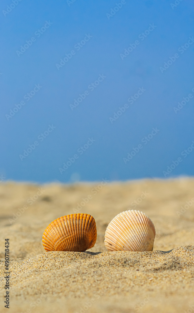 Summer photo of shells on the beach and free space for your decoration. Sea Shell In the Sand. Colorful shells on the beach. Summer photo of shells on the beach and free space for your decoration. Sea Shell In the Sand. Colorful shells on the beach.