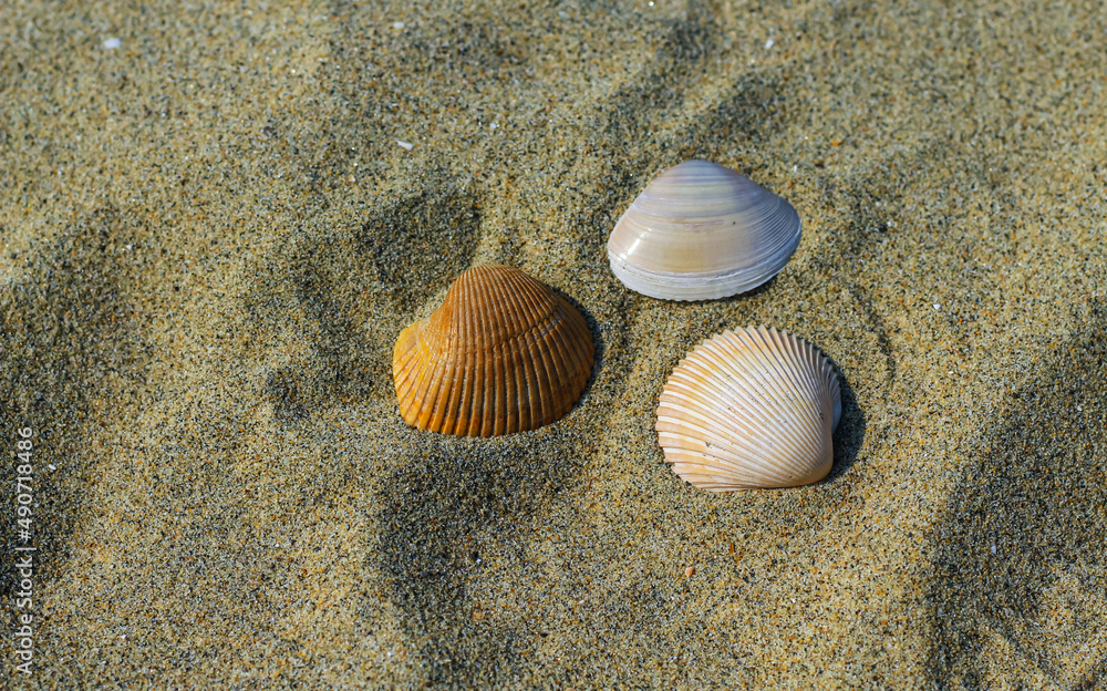 Summer photo of shells on the beach and free space for your decoration. Sea Shell In the Sand. Colorful shells on the beach. Summer photo of shells on the beach and free space for your decoration. Sea Shell In the Sand. Colorful shells on the beach.