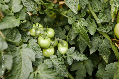 Photos Tomato grows in the garden. Growing fresh vegetables at farm