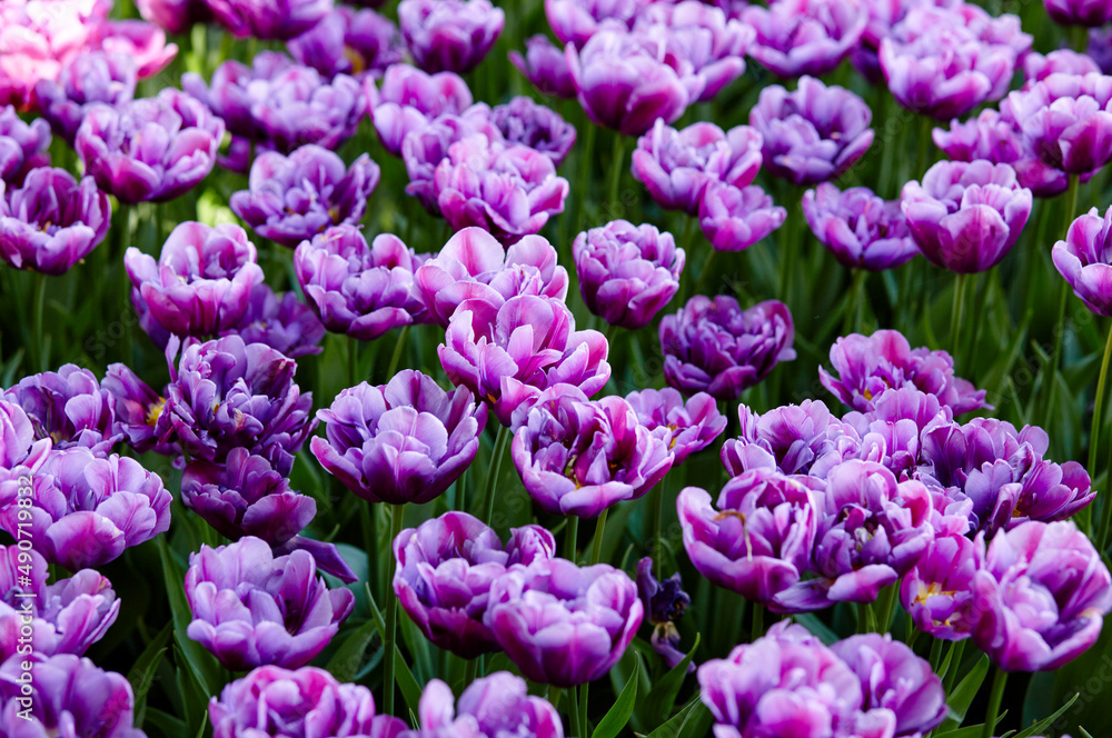 Beautiful tulip flowers blooming in a garden. Beauty tulip plant in the spring garden in rays of sunlight in nature. Blur background with bokeh image, selective focus