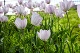 Beautiful tulip flowers blooming in a garden. Beauty tulip plant in the spring garden in rays of sunlight in nature. Blur background with bokeh image, selective focus