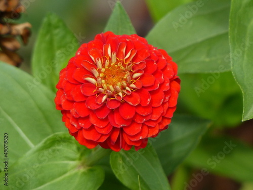 very beautiful red flower on a green background