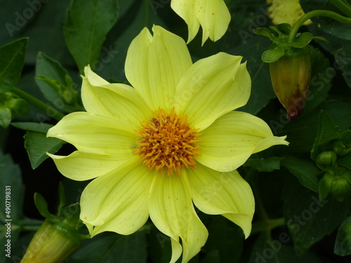 very beautiful yellow flower on a green background