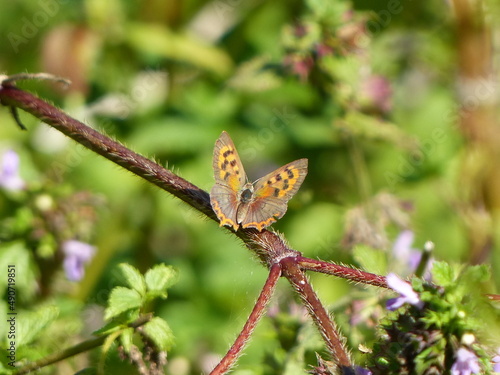 butterfly sits in the sun to tan