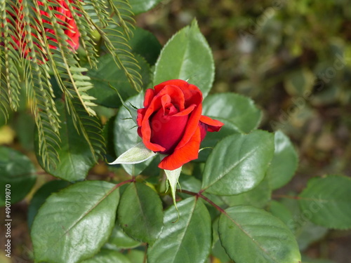 red rose bud on green background
