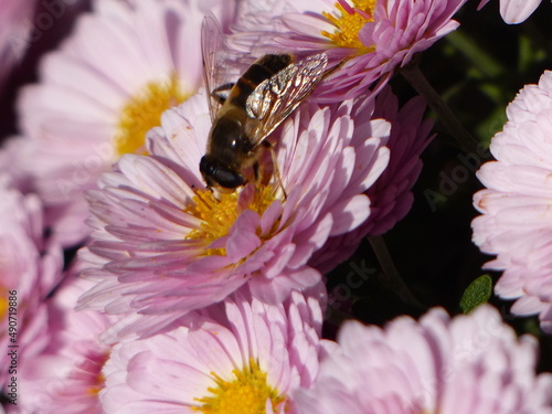 the bee inspects a pink flower