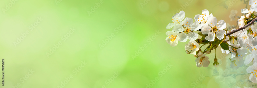 Cherry tree flower. Abstract spring background