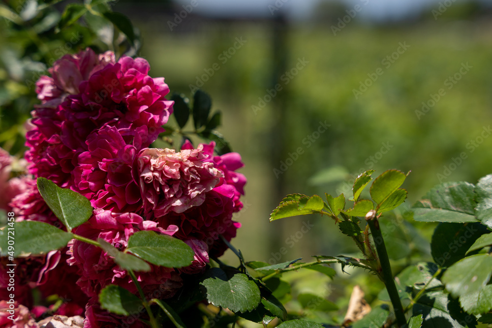 lots of blooming rose flowers in one big rose bush on a sunny summer day.
