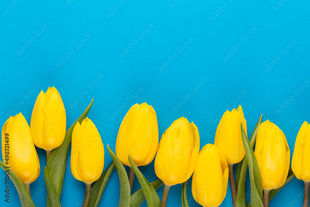 Obraz premium Yellow tulips on blue background. Spring greeting card. Top view. Copy space