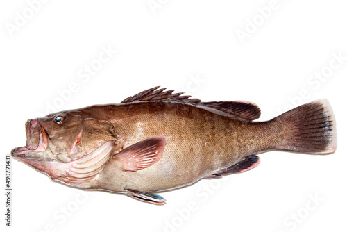 釣りたて高級魚アラ