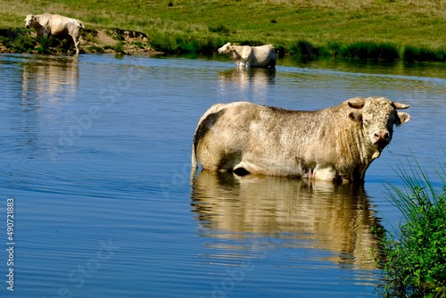 BOEUF CHAROLLES SAONE ET LOIRE