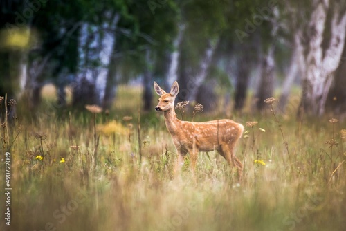 red deer in the woods