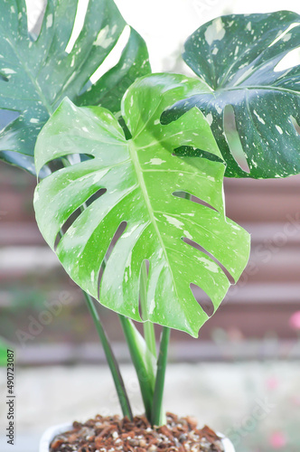 monstera thai constellation or Monstera, Herricane plant or Swiss cheese photo