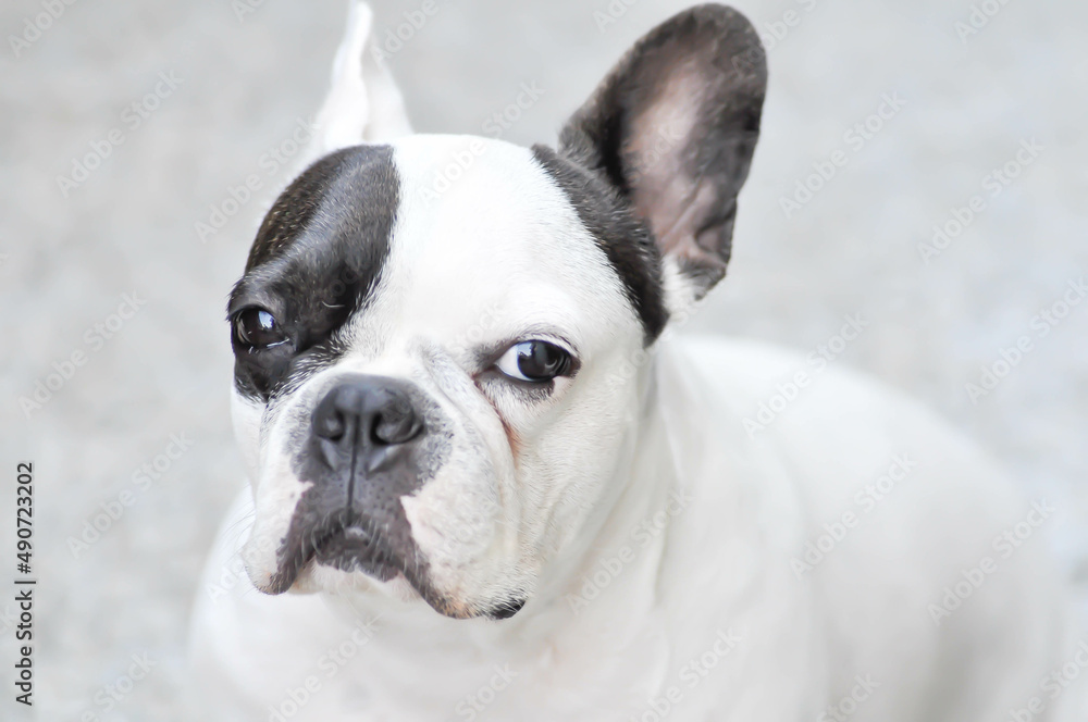 dog or french bulldog, unaware French bulldog dog or french bulldog, unaware French bulldog