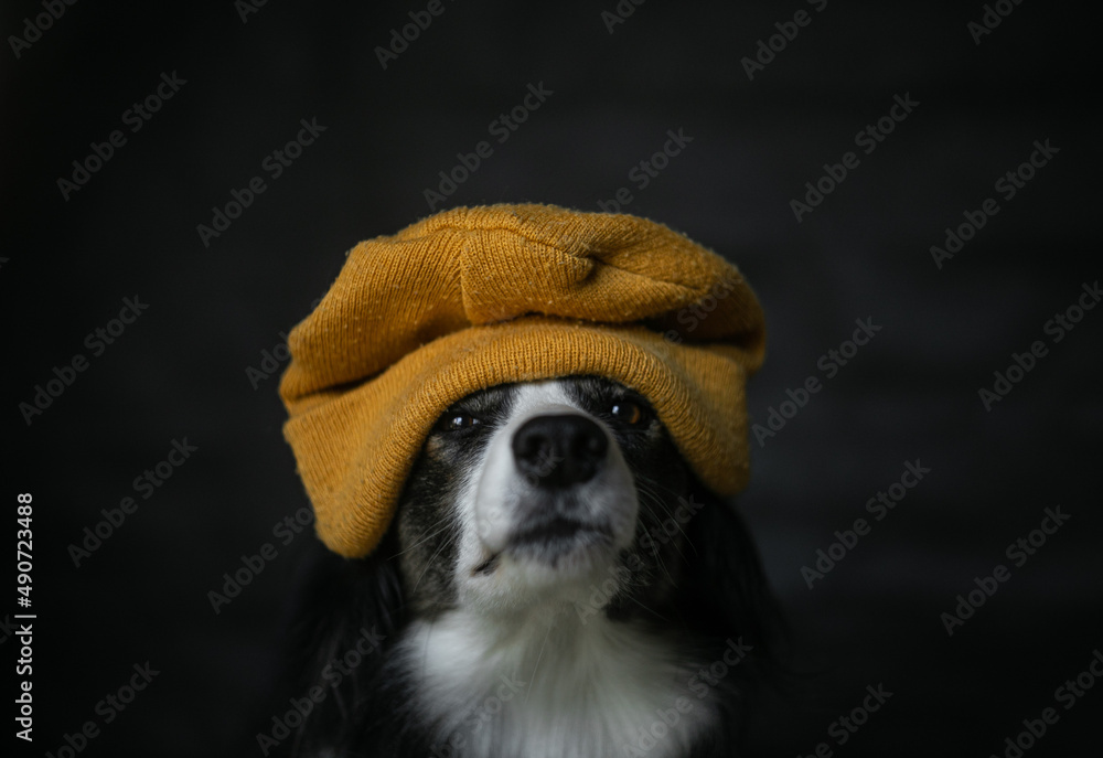 Black Border Collie with Orange Hat on Head