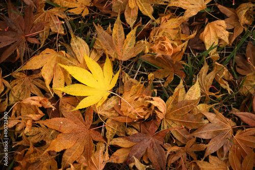 Yellow maple leaves stand out among the fallen leaves.