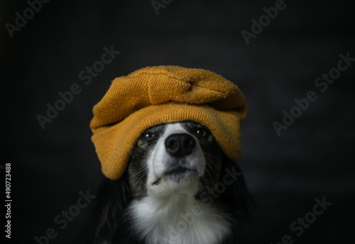 Black Border Collie with Orange Hat on Head © oliviacy