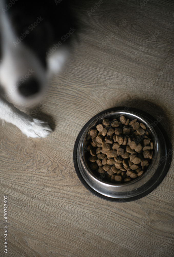 Frond Photo of Pet Food with Dog in Background