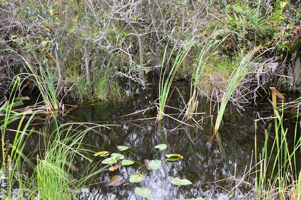 Sumpf Landschaft im Everglades National Park, Florida Sumpf Landschaft im Everglades National Park, Florida