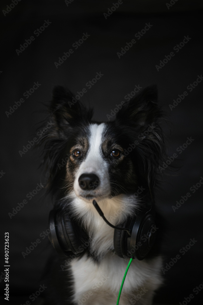 Black Border Collie with Game Headphones on Neck Black Border Collie with Game Headphones on Neck