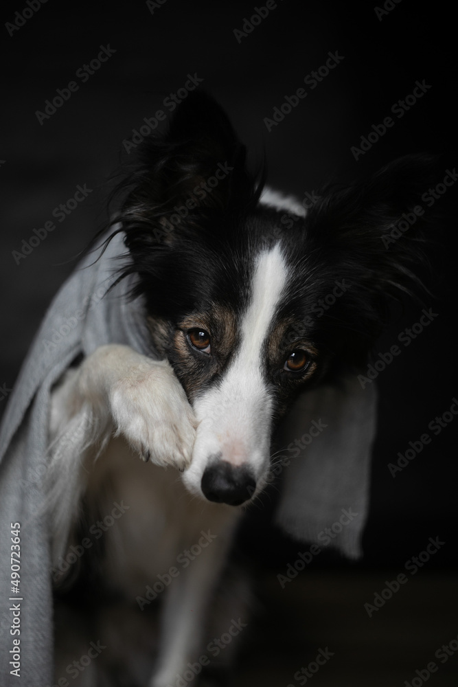 Black Border Collie Doing Shame Dog with Paws and Silver Scraf on Neck