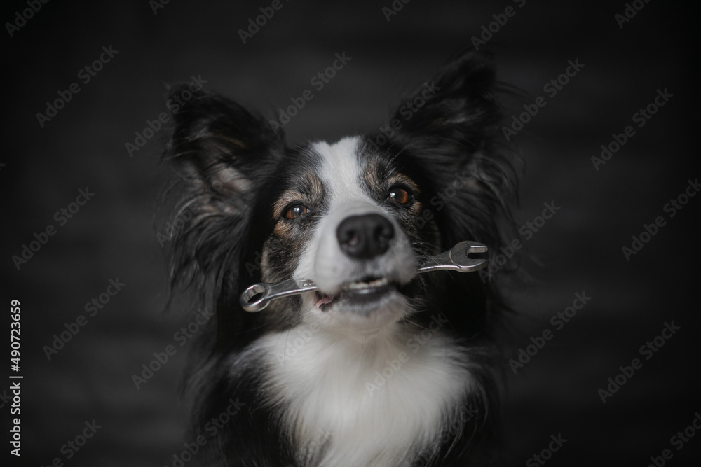 Dog Acting Mechanic with Spanner in Mouth Dog Acting Mechanic with Spanner in Mouth