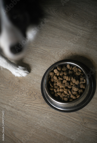 Obraz na płótnie Frond Photo of Pet Food with Dog in Background w salonie