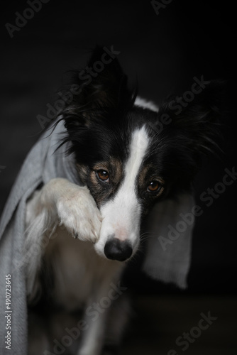 Black Border Collie Doing Shame Dog with Paws and Silver Scraf on Neck