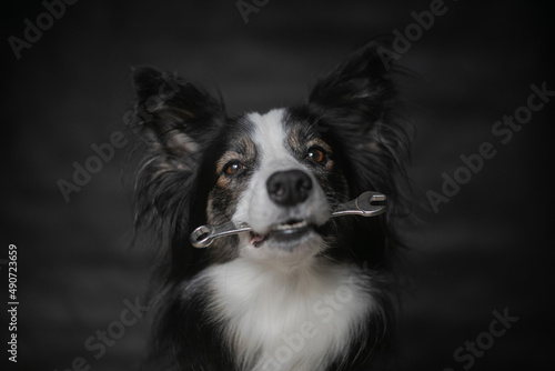 Dog Acting Mechanic with Spanner in Mouth