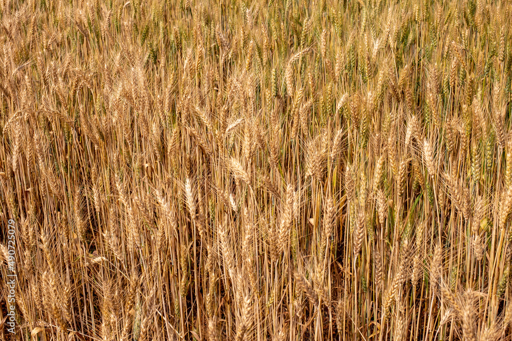 Photo of golden barley field