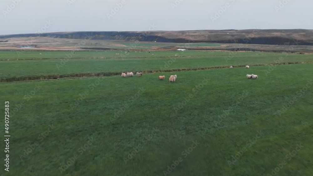 Drone shot of a flock of sheep grazing in green fields in Iceland. Drone shot of a flock of sheep grazing in green fields in Iceland.